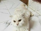 Parsian cat sell