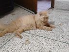 Parsian Cat Sell