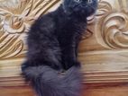 Parsian cat sell semi-punch face.(male)