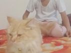 Parsian Cat Will Sell