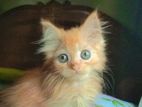Parsian Cat Zinger