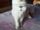 Parsian Doll Face