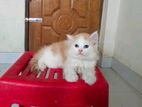 Parsian female baby for sell