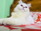 Parsian Female cat, Doll face