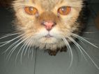 Parsian Female Cat