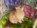 Parsian female Kitten for Sale