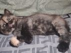 parsian female kitty