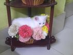 Parsian kitten cat for sell