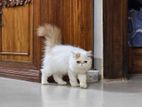 parsian cat