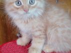 Parsian Cat