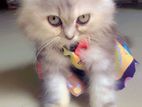 Parsian Cat