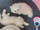 Parsian cat sell