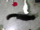 Parsian cat