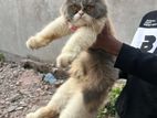 parsian cat
