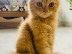 Parsian ginger cat