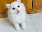 Parsian kitten