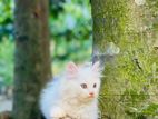 Parsian kitten