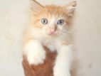 Parsian kitten for sell