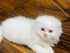 parsian kitten