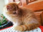 Parsian Kitten For Sale