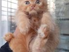 Parsian kittens cat for sale