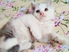 Parsian Kitty