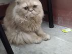 parsian male cat 1year, for sell