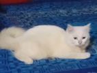Parsian Male Cat