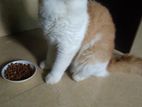 Persian Male Cat