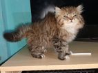Parsian Male Kitten
