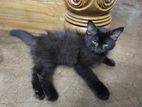 parsian mix bred male female kitten for sell