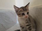 parsian mixed cat 🙀