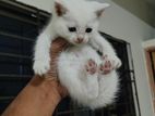 parsian mixed kitten