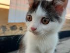 parsian mixed male kitten