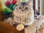 Persian pure Female Cat