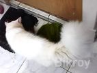 Parsian Running Male & Female For Sell