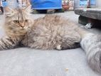 parsian semi adult male cat