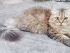 parsian semi adult male cat