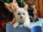 Parsian Shorthair Mixed breed kitten