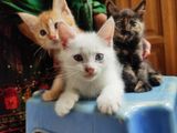 Parsian Shorthair Mixed breed kitten