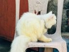 Parsian Cat