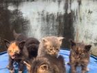 Parsiran Cat