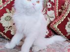 Parsiyan Cat (Female) High Quality