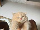 Parsiyan Cat