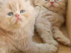 Persian cat for sell