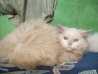 Parsiyan Cat