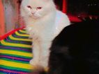 Parsiyan Cat