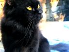 Parsiyan Female Cat