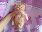 parsiyan ginger cat