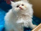Parsiyan Kitten Age 2 Months+ Female